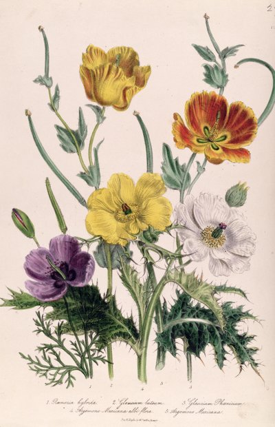 Mohnblumen und Anemonen, Tafel 5 aus 